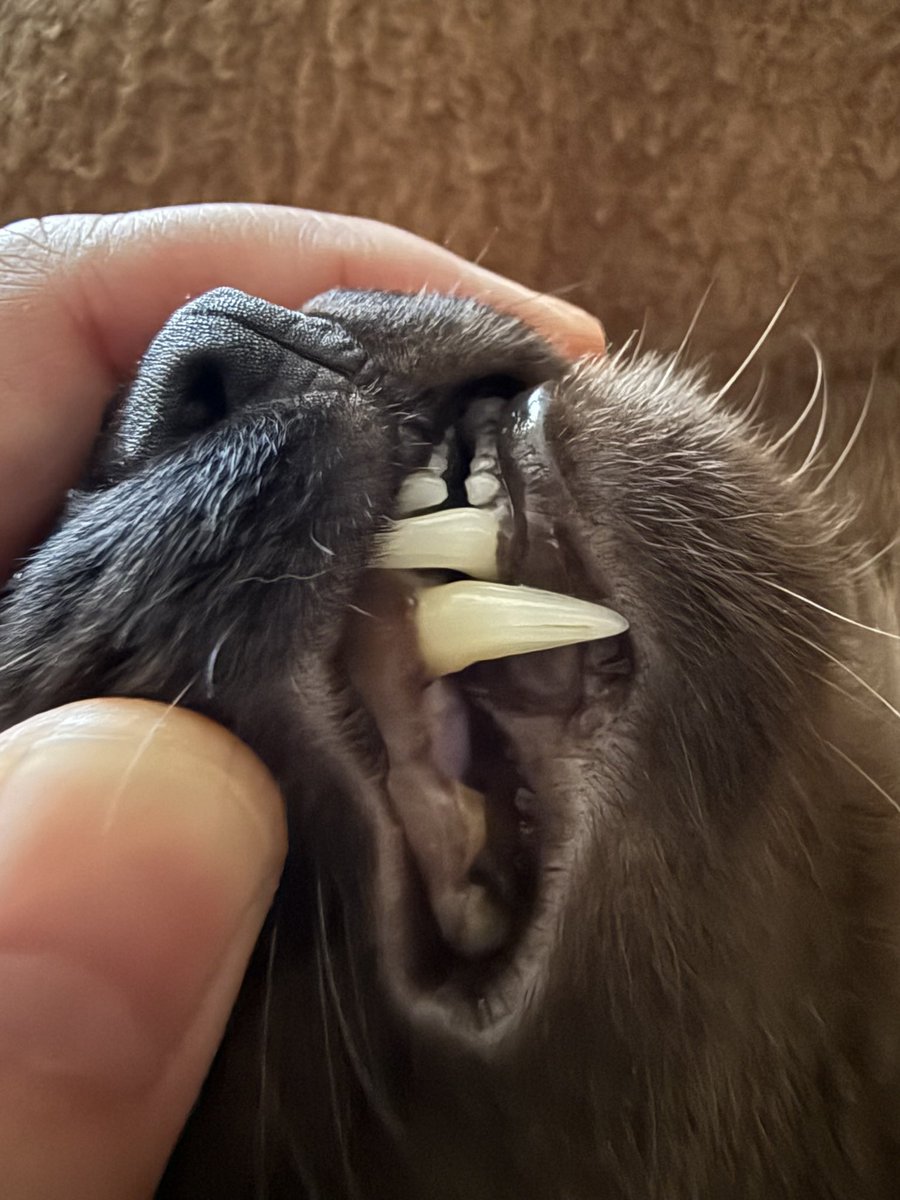 豹くん🐱 tweet media