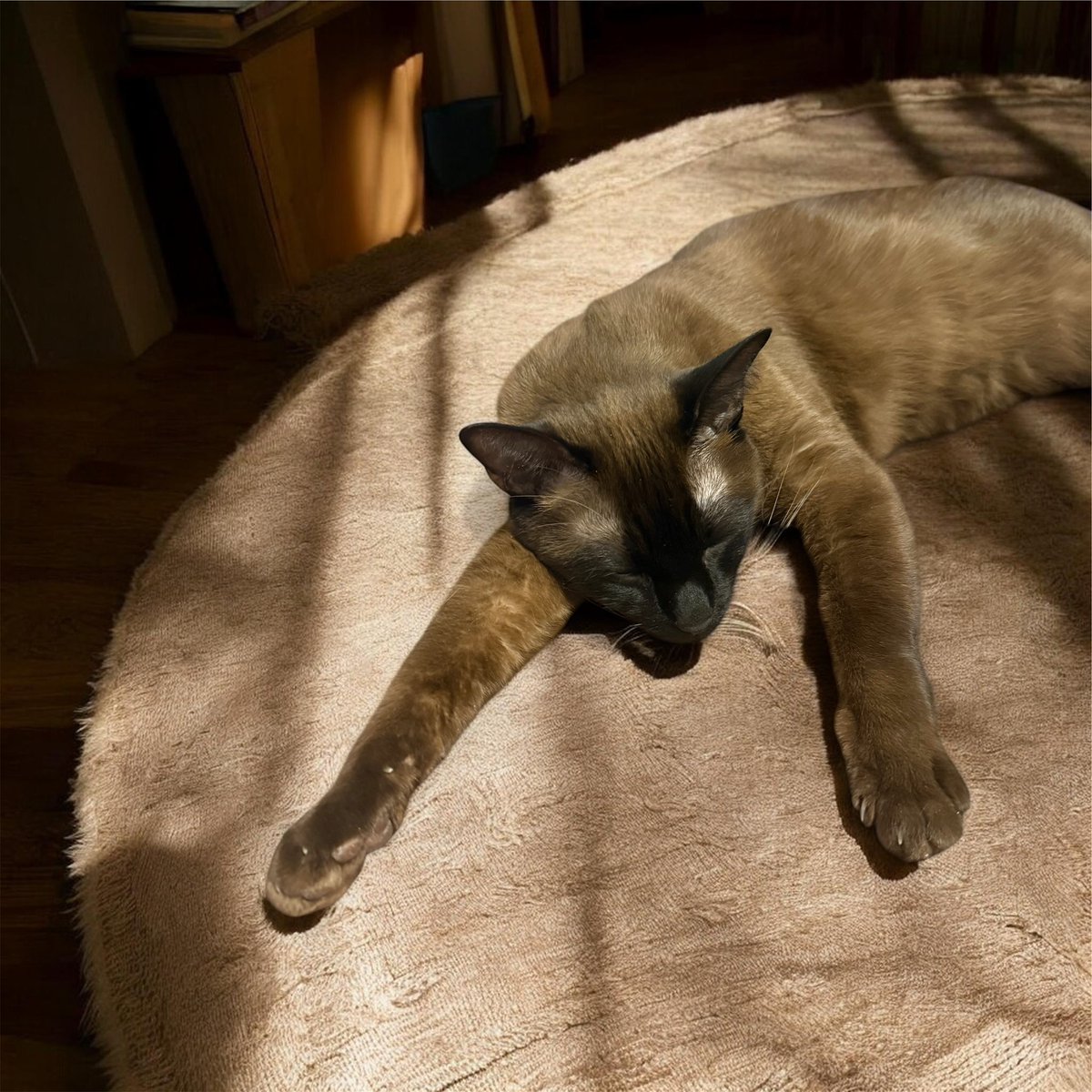 豹くん🐱 tweet media