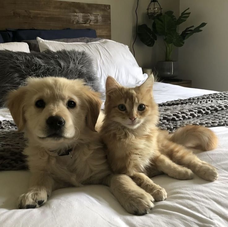 Dogs all the way tweet media