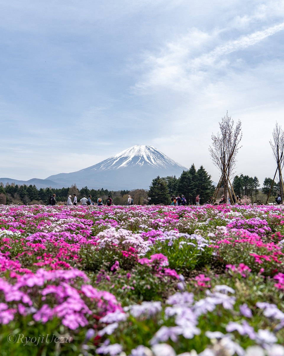 RyojiUezu's tweet photo. 沖縄から東京に戻ったその足で、そのまま��梨へ。
富士山三昧でした🗻
場所によってはギリギリ桜も残っていて良きでした✨

#山梨 #富士山 #桜 https://t.co/796WcIoe5s