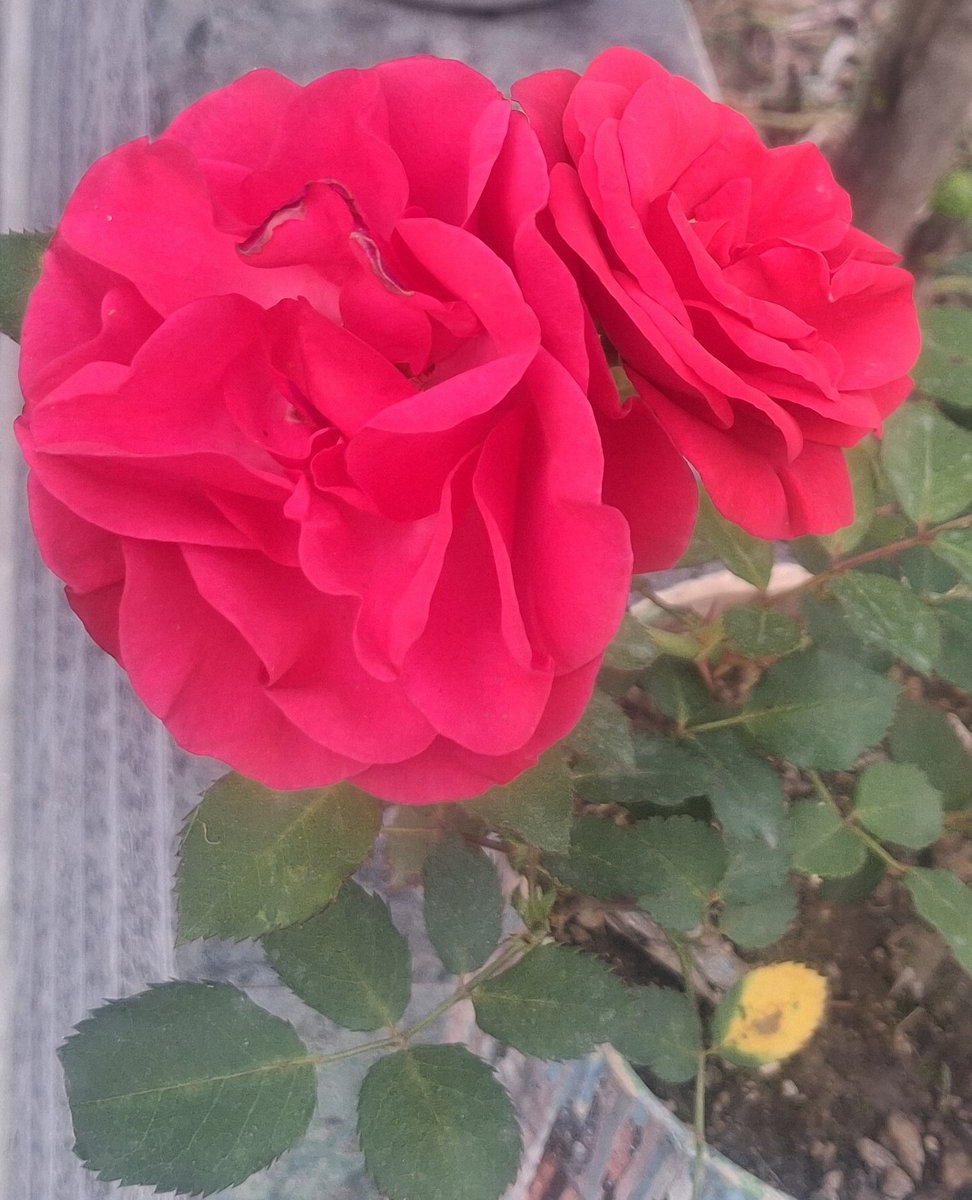 imrks4's tweet image. #Good Morning 
#flower 
#saw click