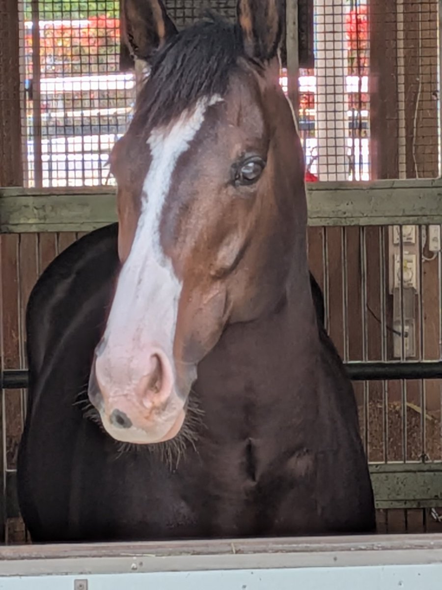 ヘリオＱ tweet media