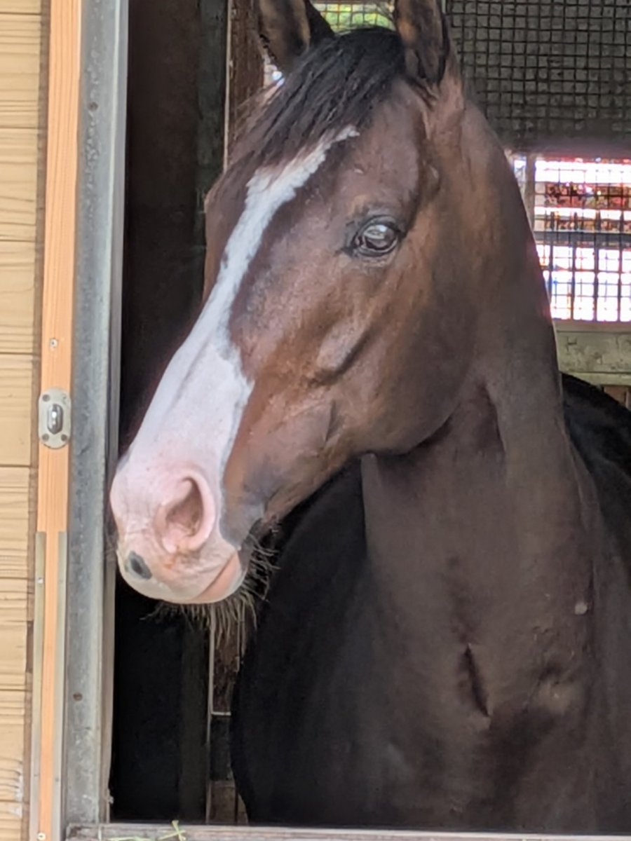 ヘリオＱ tweet media