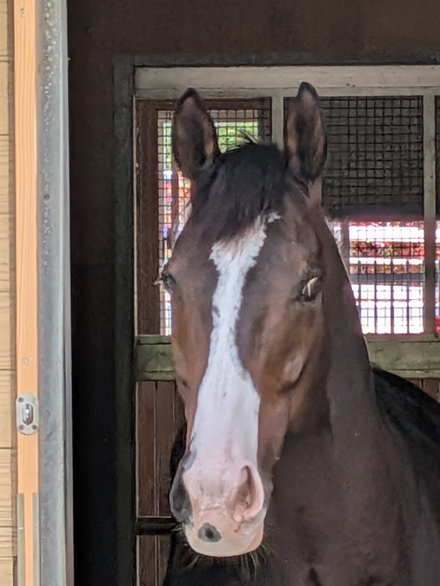 ヘリオＱ tweet media