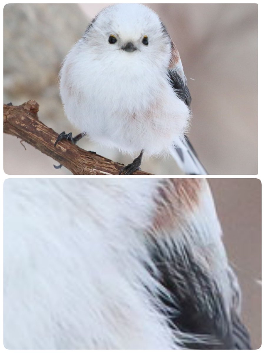 Secret Garden🌷 tweet media