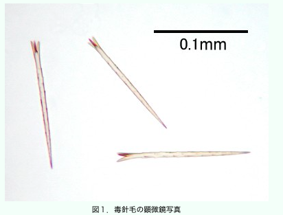 りんご@小児科医 (Dr.RINGO@pediatrician) tweet media