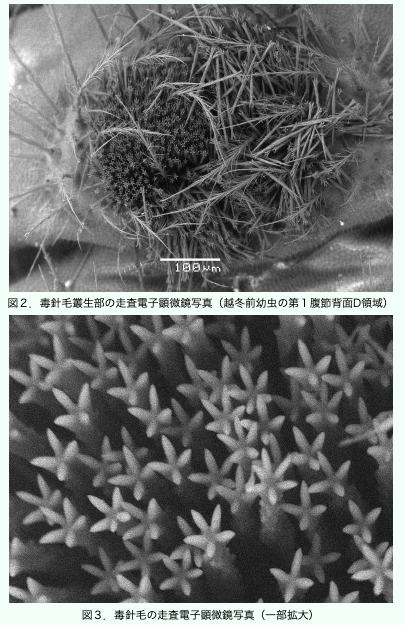 りんご@小児科医 (Dr.RINGO@pediatrician) tweet media