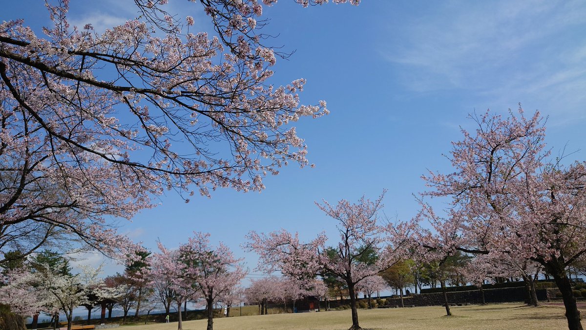 ねっこ(っ ॑꒳ ॑c)₺ƾ tweet media