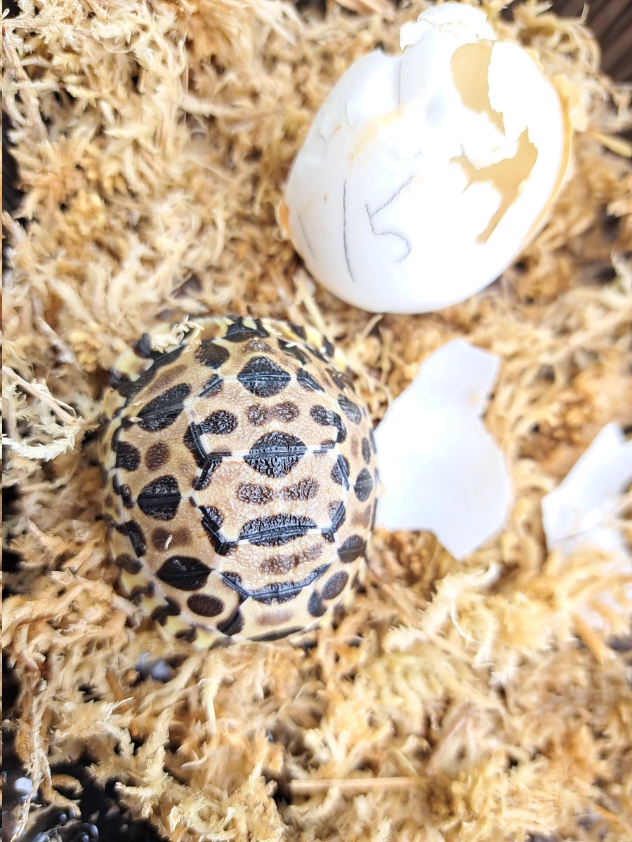 ZENITHnoko's tweet photo. ホウシャガメ孵化
きょうだいから遅れる事8日3匹目が無事に孵化しました https://t.co/7i0Z0adKKc
