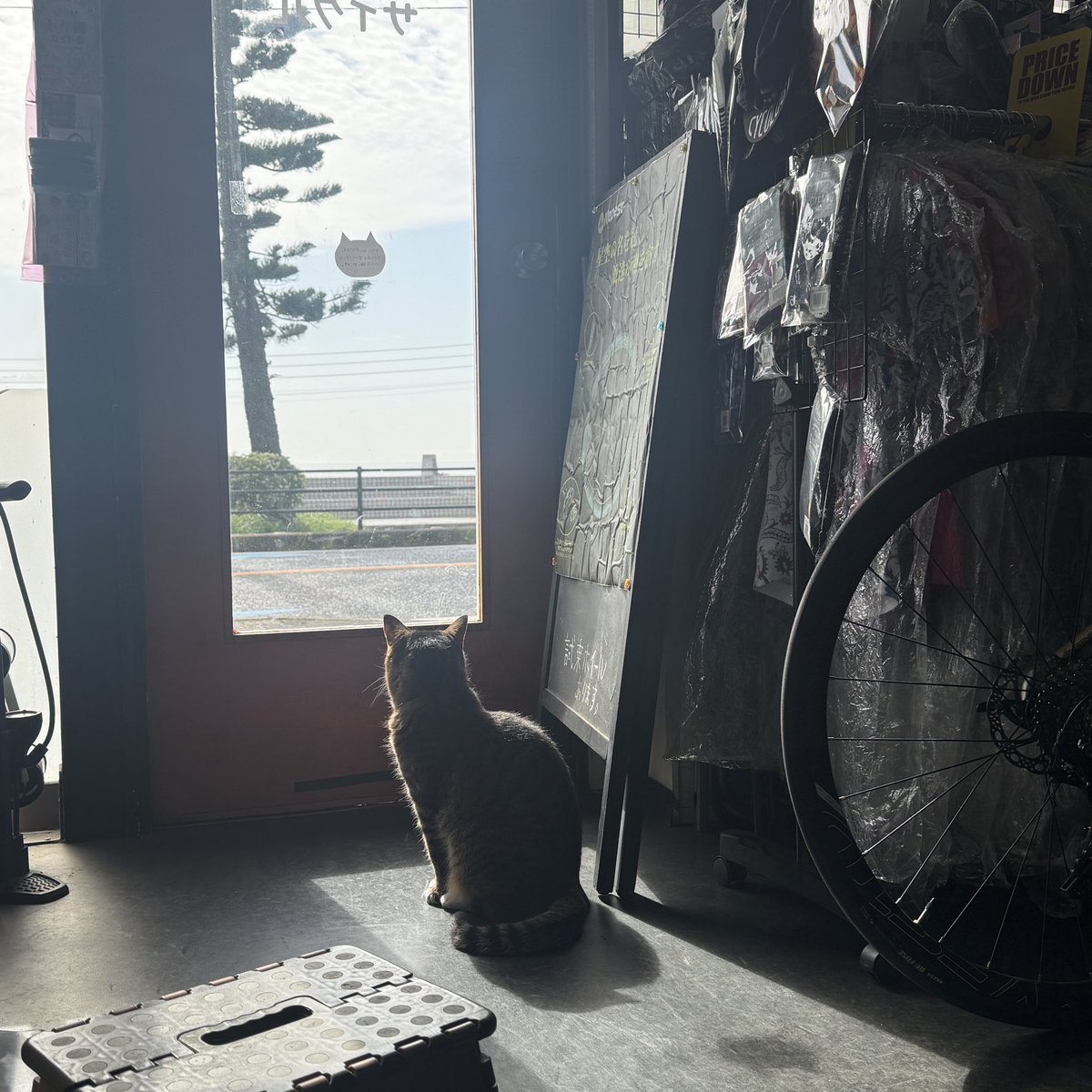 umikaze_cycle's tweet photo. おはようございます☀️
今のところ風もあまりなく穏やかな三浦海岸です😊こんな日のサイクリングは気持ちよさそうですよね🚴
本日もよろしくお願いいたします🙇 https://t.co/n073AQq2AZ