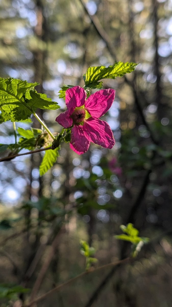 The beautiful Pacific Northwest