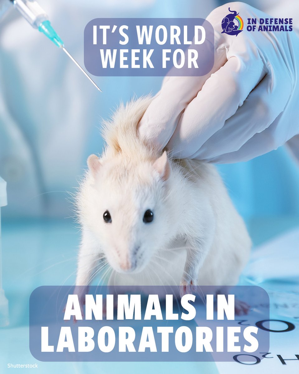 IDAUSA's tweet image. It’s #WorldWeekForAnimalsInLaboratories.
#Animals are still being restrained and experimented on behind closed doors.
Take a few minutes this week to call, sign &amp;amp; share alerts to help stop this cruelty: bit.ly/4mCLlt
RT &amp;amp; support bit.ly/3QM46yG
#EndVivisection
