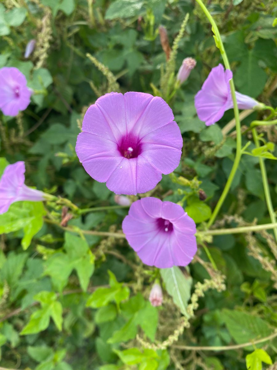 KAMFAMBotanics's tweet image. Shop my store : KAM Family Botanics buff.ly/AHgLNef #skincare #haicare #products #onlineshopping