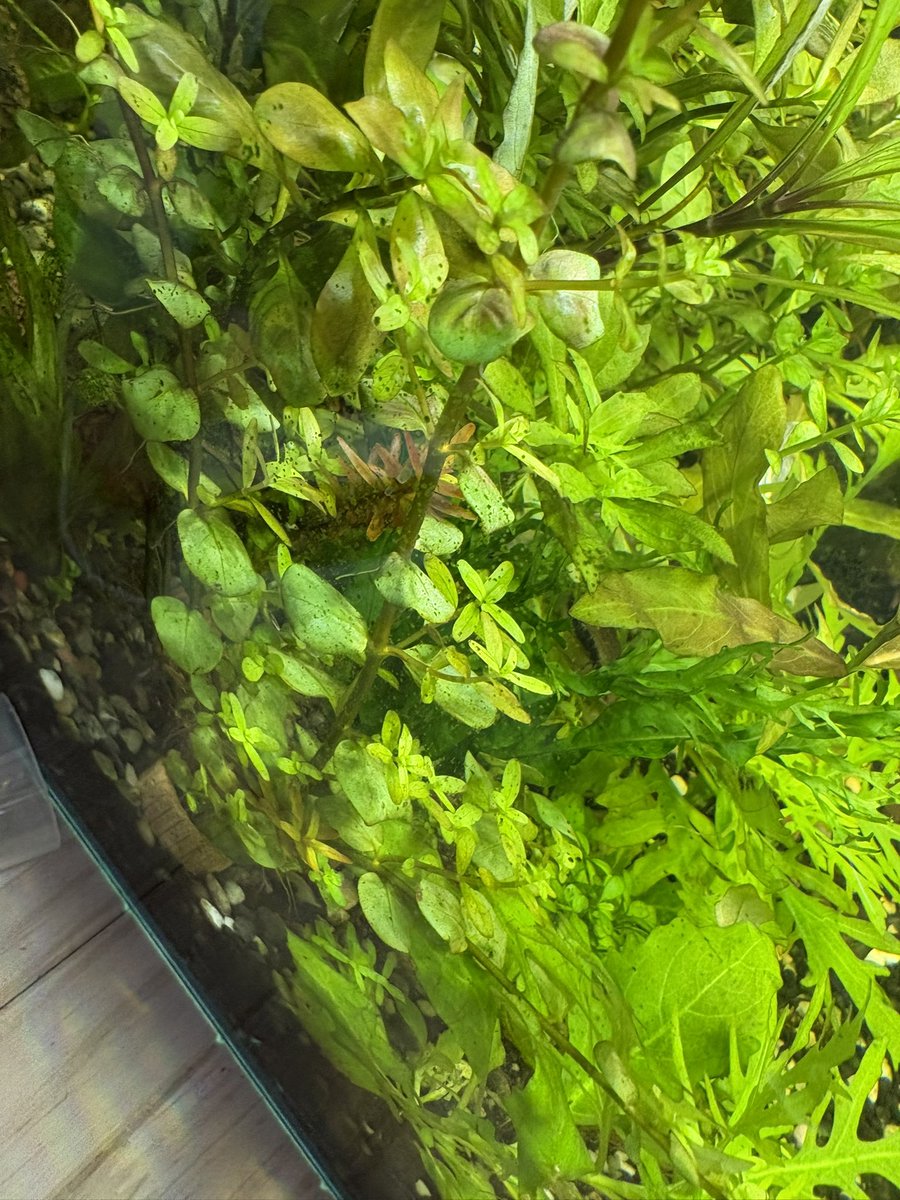 ありんたこ tweet media