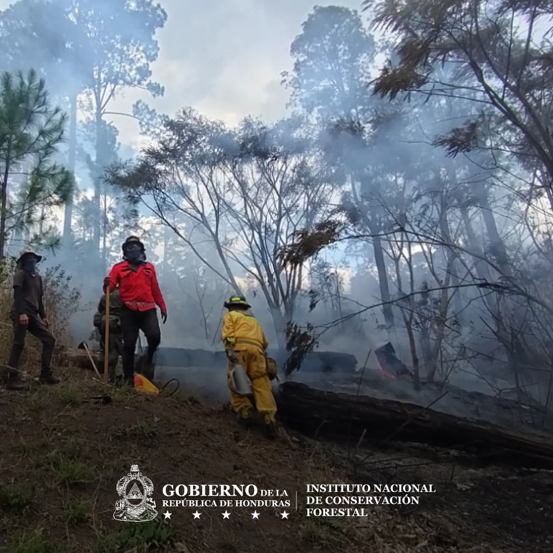 Instituto Nacional de Conservación Forestal tweet media