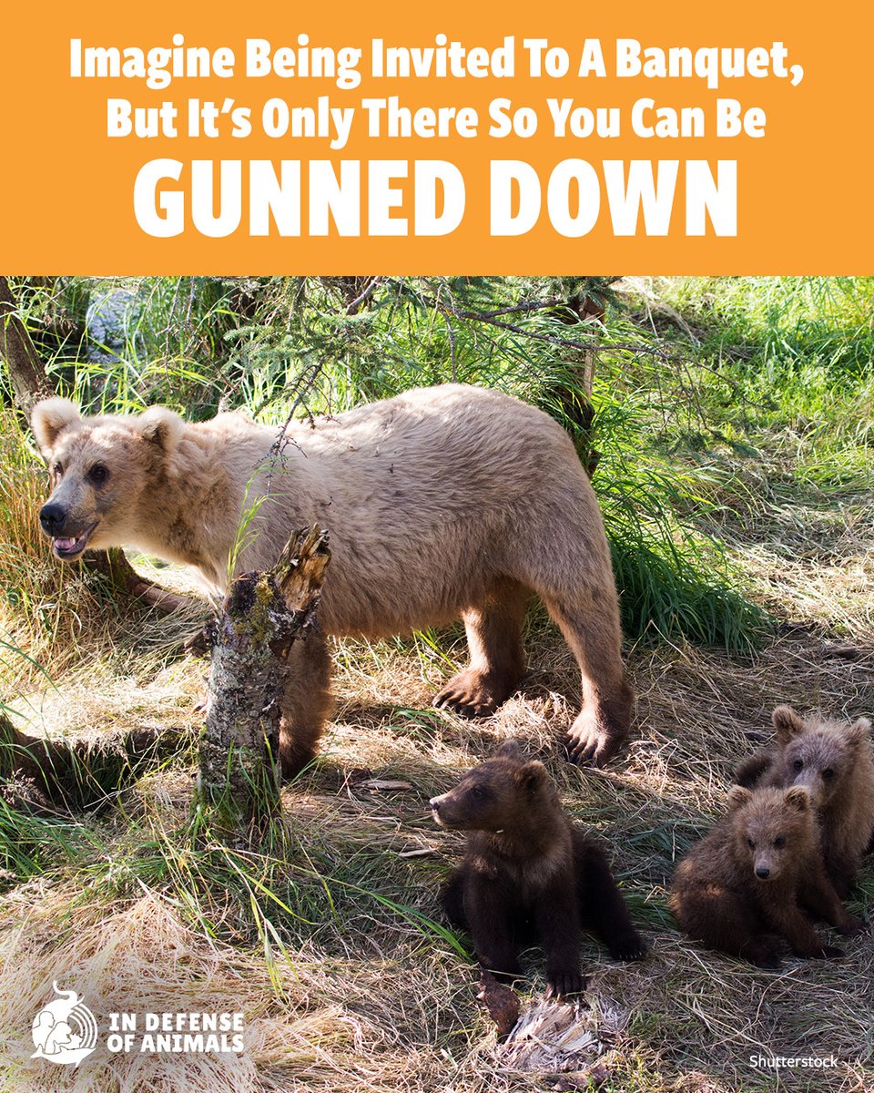 IDAUSA's tweet image. Imagine being invited to a banquet only to be gunned down.
That is bear baiting. Mothers and babies are especially at risk.
‼️Closes Wednesday morning. 
Take action now bit.ly/4efe4mf
Pls RT &amp;amp; support bit.ly/4cCr176
#ProtectWildlife #Alaska #Bears