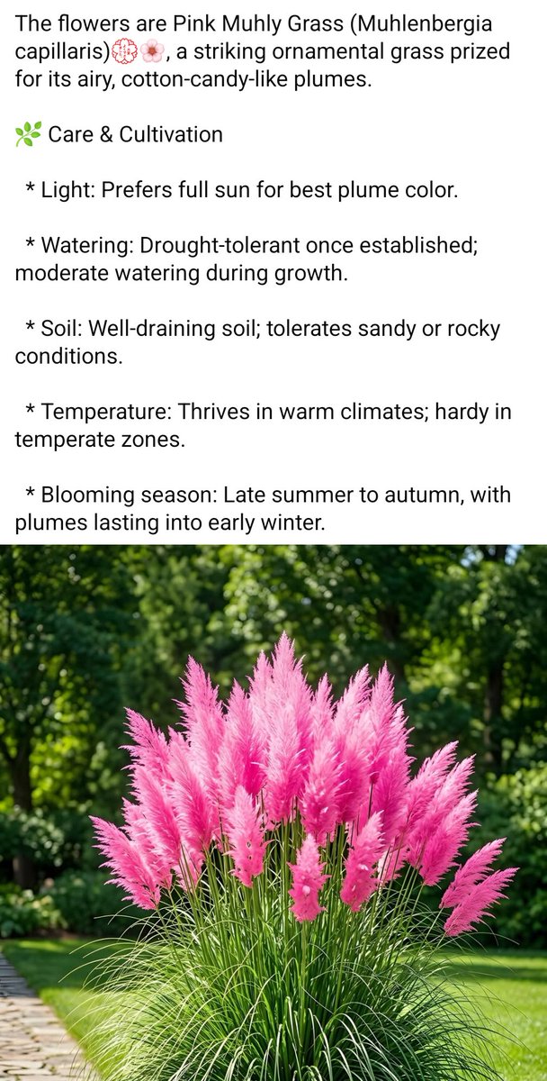 GratefulStella's tweet image. 🌸🩷🌸🩷🌸#PinkMuhlyGrass #pink #muhlygrass #flower #plant #fullsun #droughttolerant #moderatewatering #soil #sandy #rocky #warm #climates #bloomingseason #summer #autumn #cottoncandy #plumes #floweroftheday 🌸🩷🌸🩷🌸
#athenastrand🩷 #athenapresleymonroestrand🩷