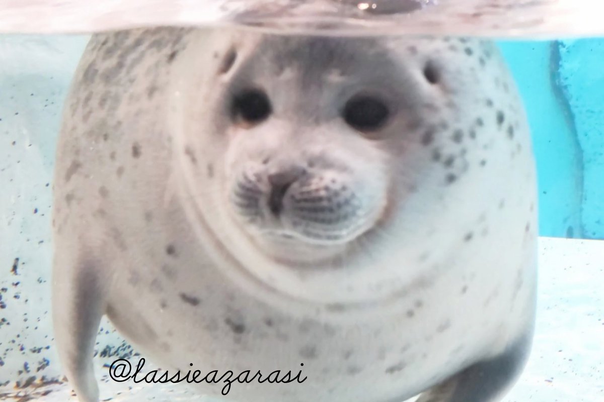 ラッシー lassie🦭 tweet media