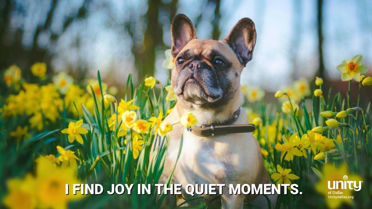 Joy

“I FIND JOY IN THE QUIET MOMENTS.”- DailyWord.com

#DailyWord #Unity #UnityDallas #joy