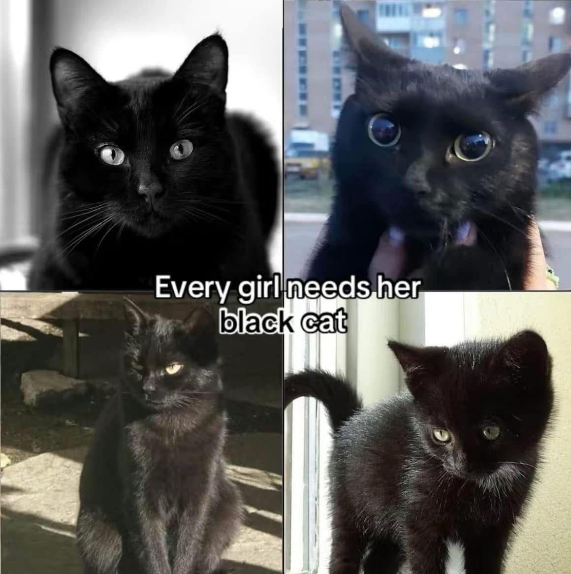 Black cats are not bad luck (@visualscat) on Twitter photo 