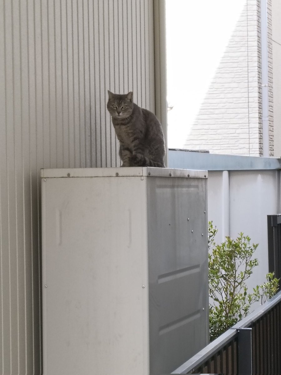 最近、よく見かける🐱ちゃん。
お散歩中でしたか…
ふくふくしてる💕😊