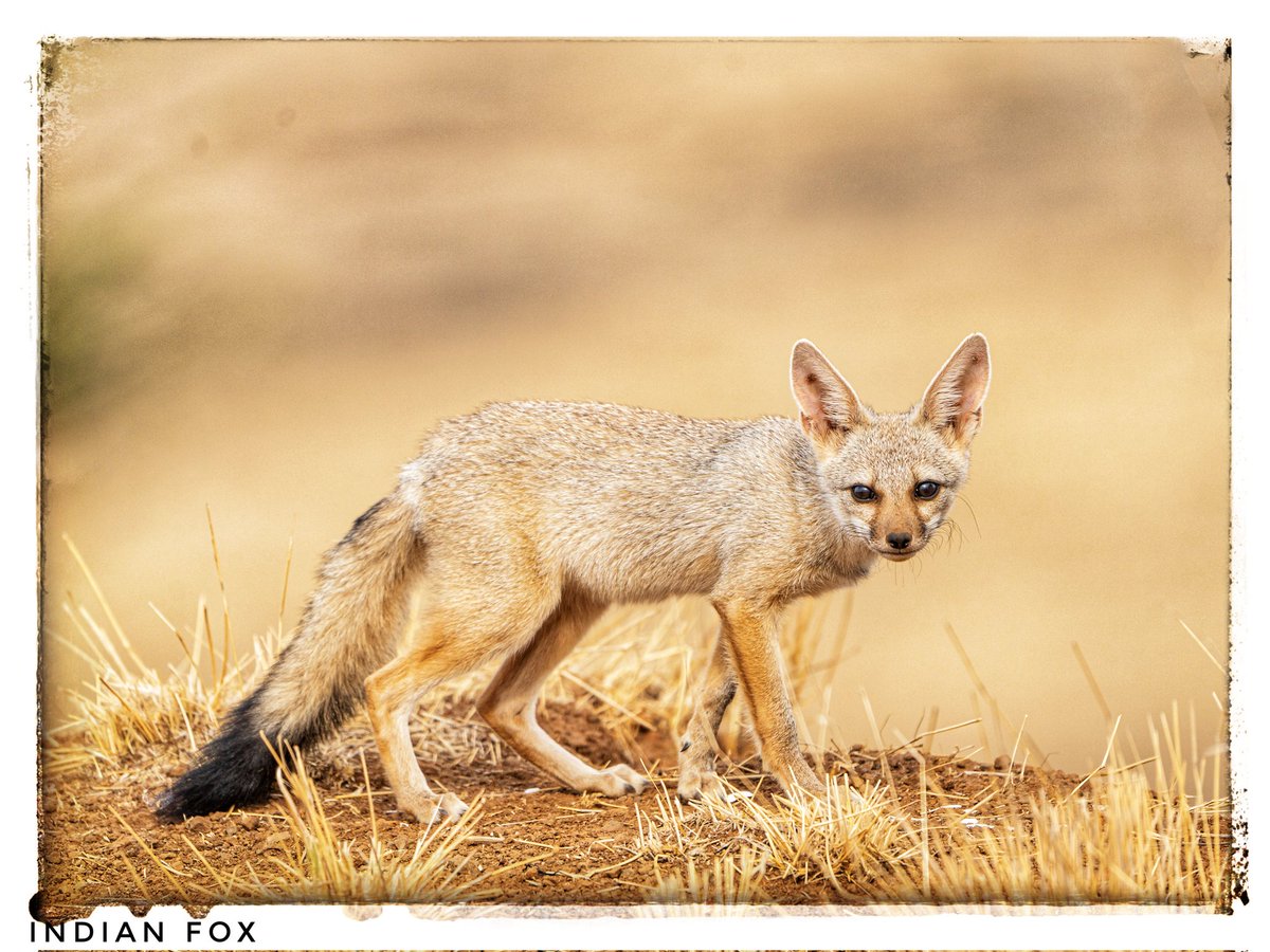 ragnyabhawani's tweet image. Suprabhat 🙏
Indian #Fox

#BirdsSeenIn2026
#IndiAves #natgeoindia

@bahutbadadanda @Devahoothi @sanshali1 @ClimbhiKc @Krishnaa_Murari @NatureIn_Focus