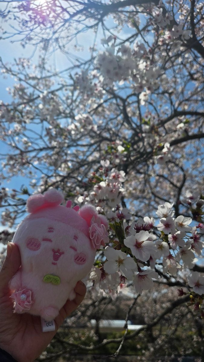 U^ェ^U🐶かえでっち tweet media