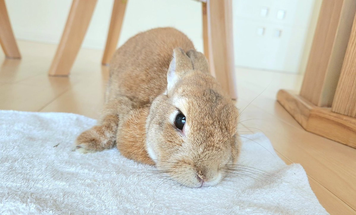 のほほんうさぎのMチャンネル tweet media