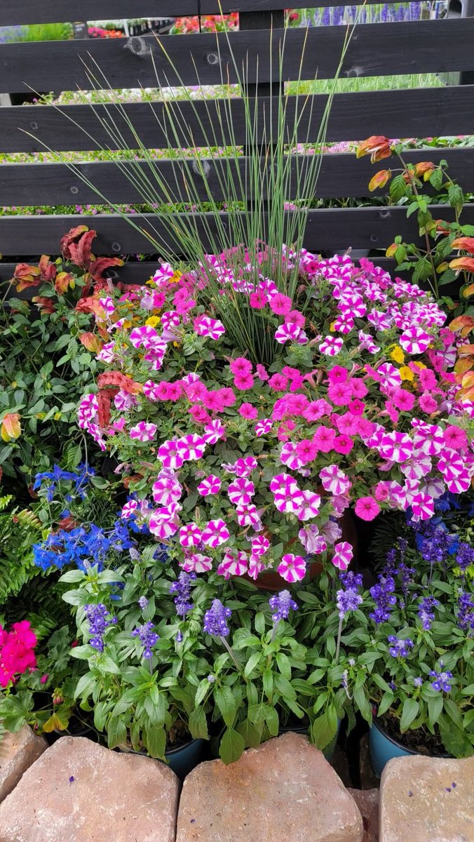 Gen_Boiko's tweet image. Vibrant colorful hues spraying springtime festivites. Velvet Petunias gracefully cascade in a "Raspberry Rush". 

My Photo from the 
Garden Center, East Coast. 

#Flowerreport