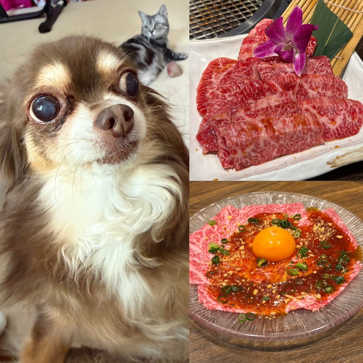 𝒄𝒉𝒊𝒆1117♥️💜🩵 tweet media