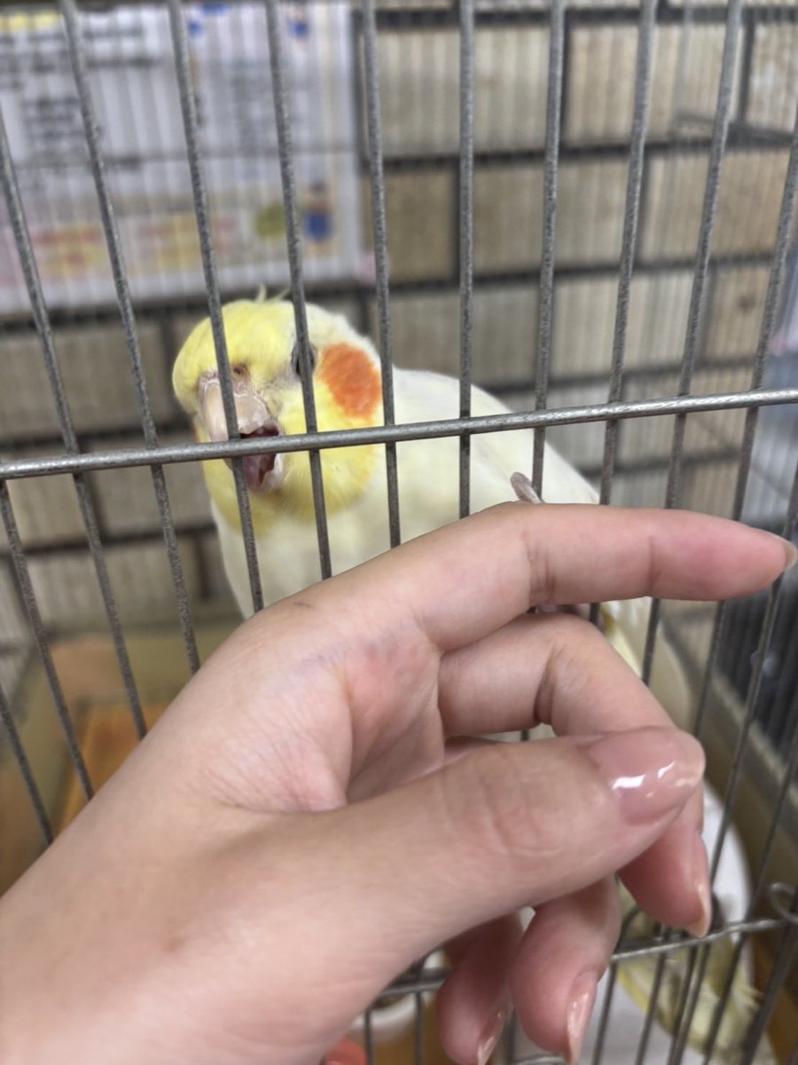 めだかの学校 tweet media