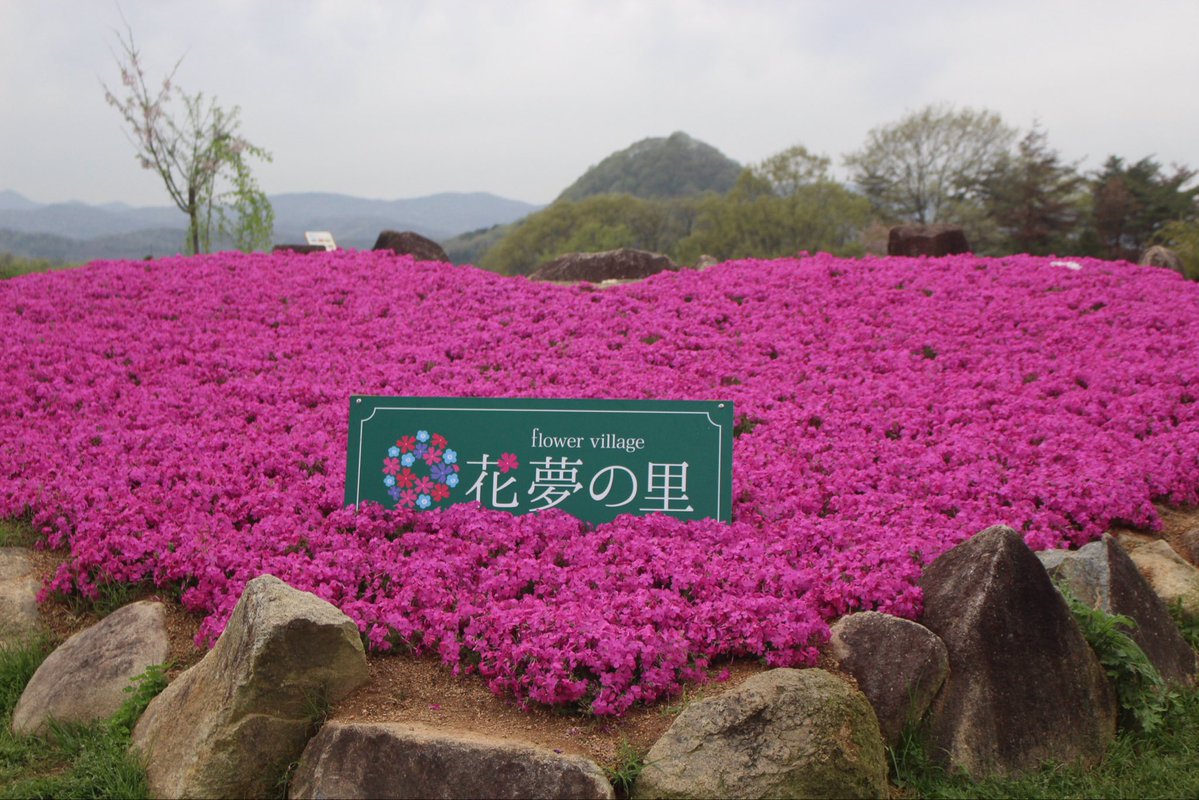 今年はたくさん花🌸を見れるといいなあ🤭
目の覚めるような花の色と香りに安らぎを感じますね。