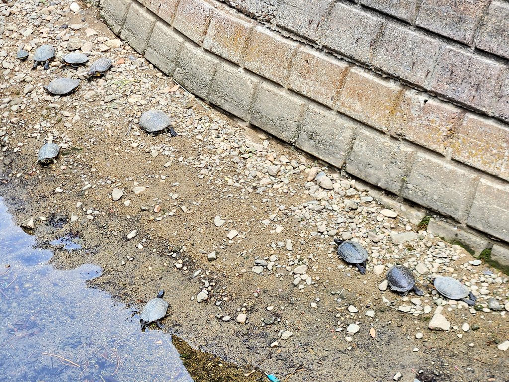 近所のドブ川には相変わらず大量のアカミミガメが 