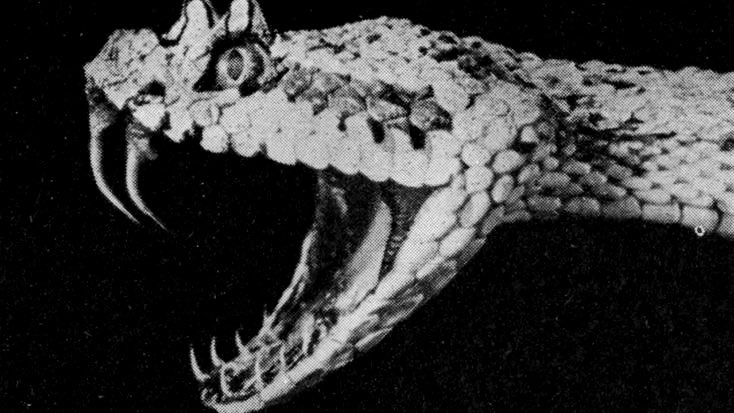 SadeRhea's tweet photo. Nagini. https://t.co/ji2FgwCVQi