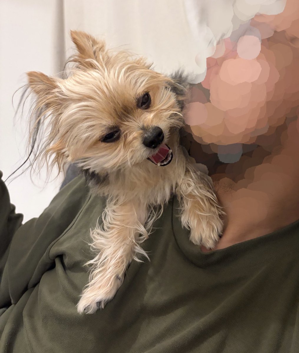 犬の日々 tweet media