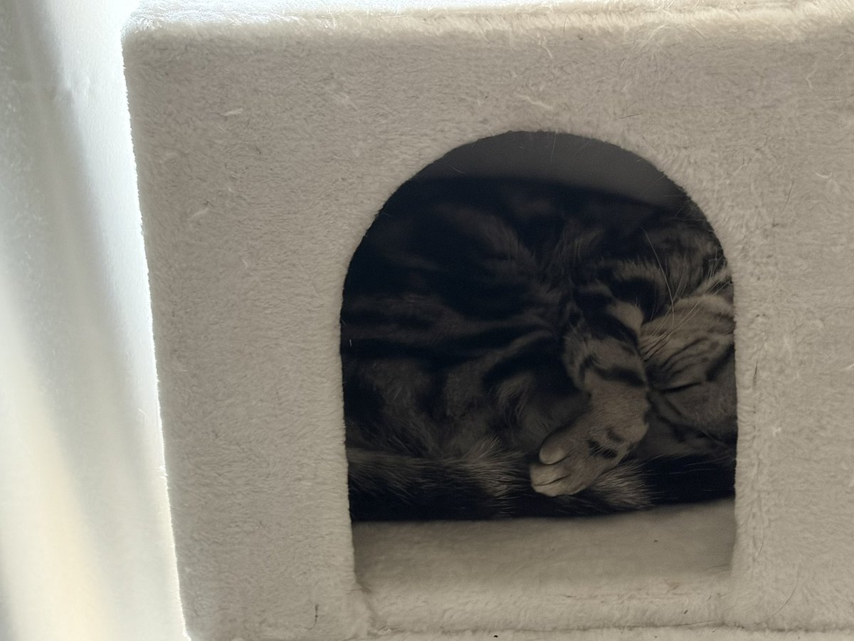 はちわれい tweet media