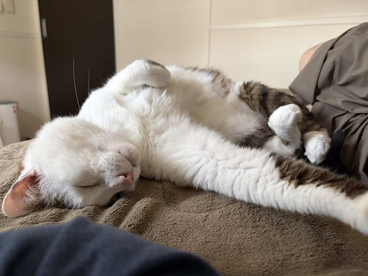 はちわれい tweet media