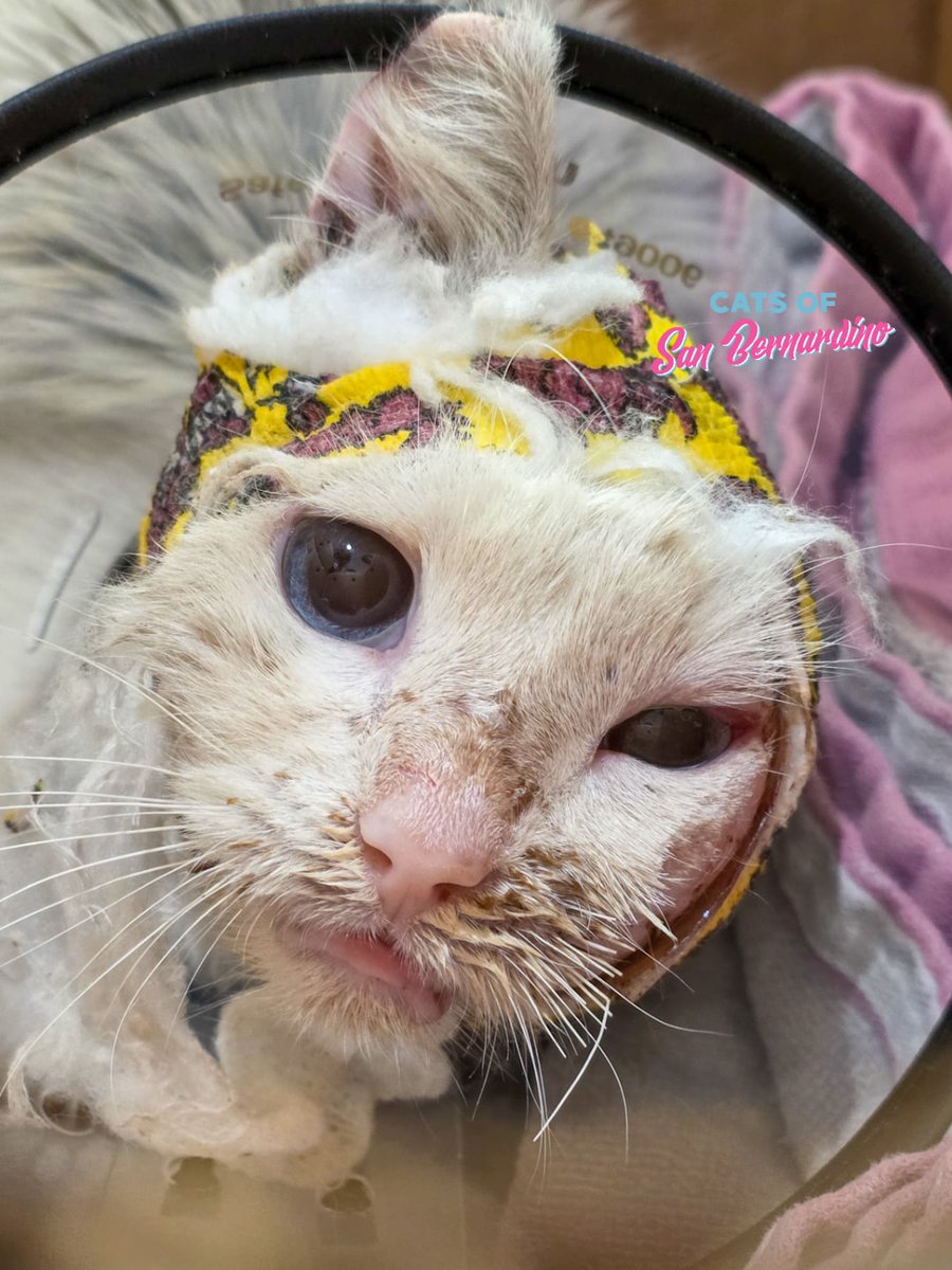 Cats Of Sanbernardino tweet media