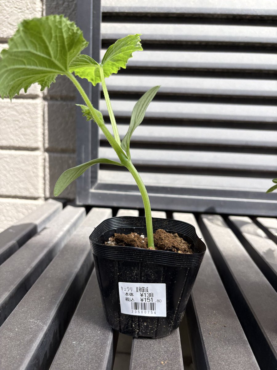 承認欲求モンスター❤️アラデッド☠️閑職社畜ポエマー❤️ほそぴぃ tweet media