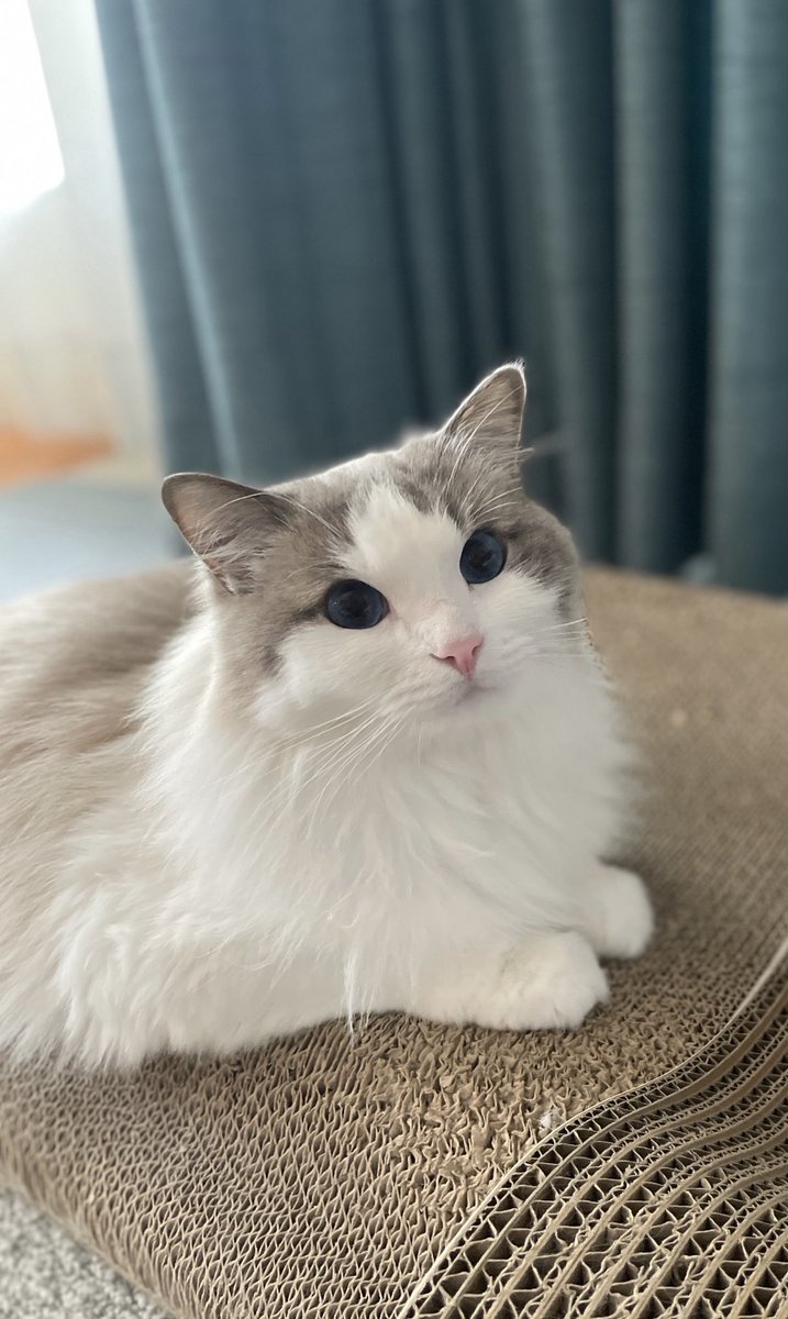 ちょこんとしてる
３歳８ヶ月 5.3kg のかわいいちゃん

 #猫がいる幸せ #ねこかわいいね