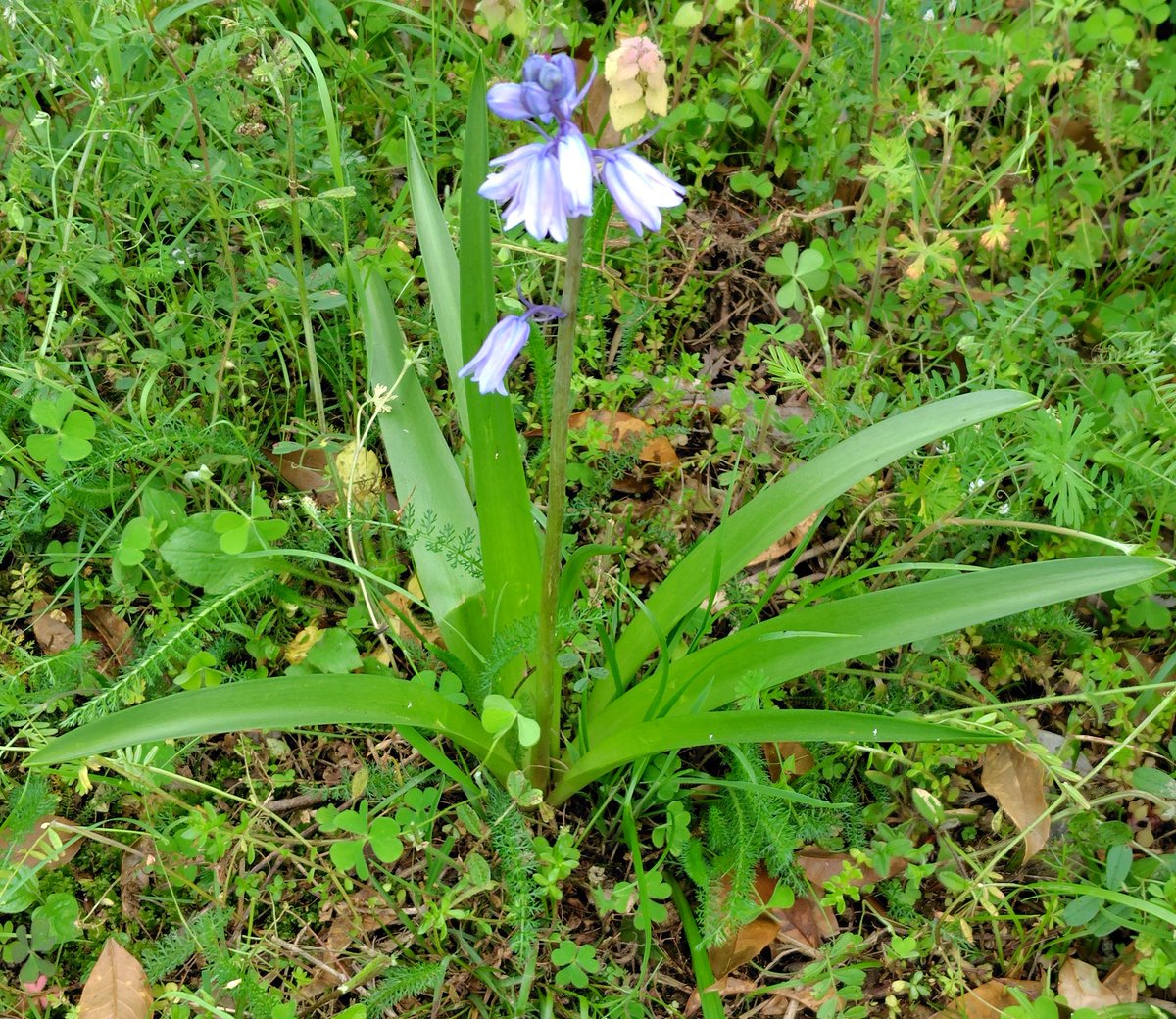 ひのか🥬❤️🤓🇺🇲✈️🇯🇵🍔🍕 tweet media