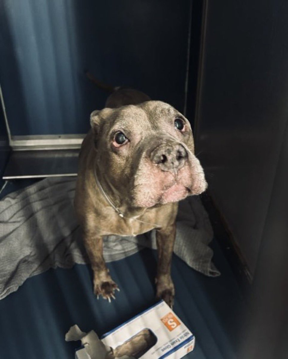 MoishesMom's tweet image. I’m calling it a night peeps…I leave you with Bear, an 8️⃣ yr old boy who at first was listed as a Lost /Found Brooklyn pup…But NYCACC had other plans for this sweet lost boy…look at the way he’s looking up at the person taking his pic…the box of size S disposable gloves in