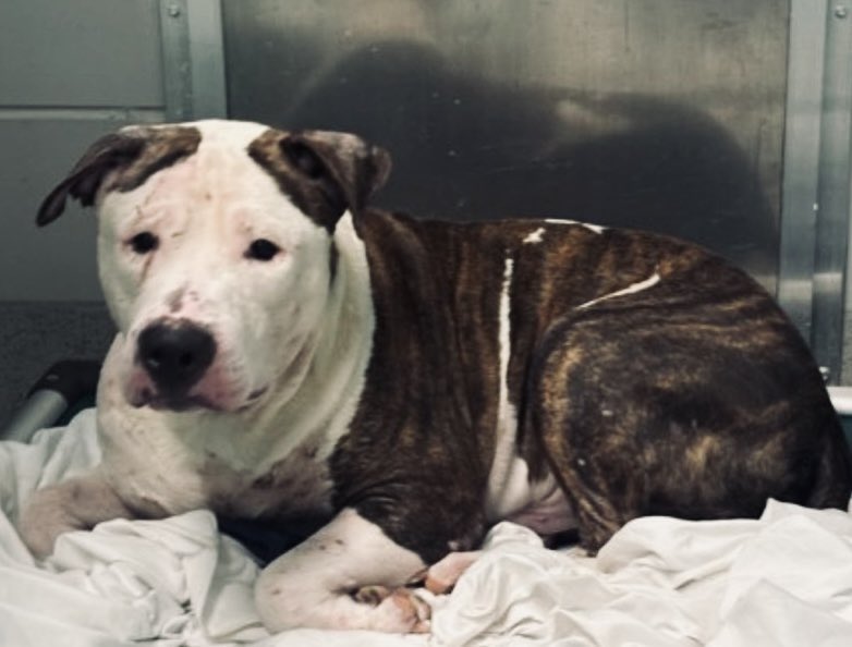 MoishesMom's tweet image. And here are two more pups with NYCACC Kill Commands…Harlem &amp;amp; Uno…both being kept in similar conditions…both shut down…completely frozen in fear because they know where they are….