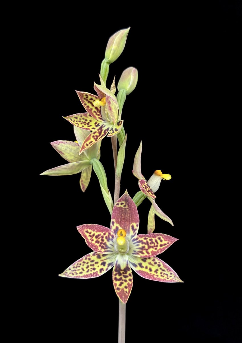 2年前の地生ラン展で入手したテリミトラが初開花しました。

サイケデリックな色彩の花を咲かせます。交配親のビローサは黄色に茶色の斑点が入った花を咲かせるのですが、交配するとこんなに派手になるんですね。

#Thelymitra megacalyptra × villosa

nyanyanyanyanko.com/plants/thelymi…