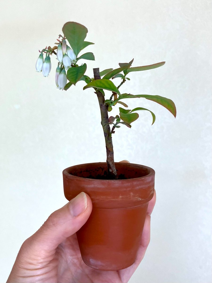 萱原里砂 tweet media