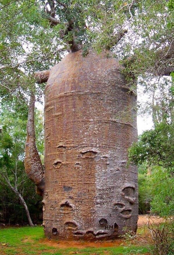 earthvives's tweet image. 1000 years old “boabab” tree ✨

#incredible #ourplanet #earthpix #explore