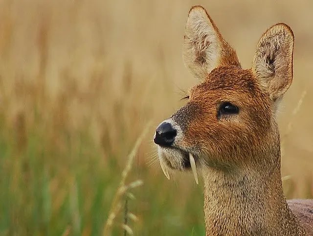 キバノロ（牙獐、英: Chinese Water Deer、学名：Hydropotes inermis