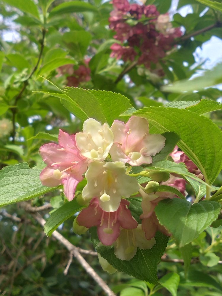 SAKURA COLOR tweet media