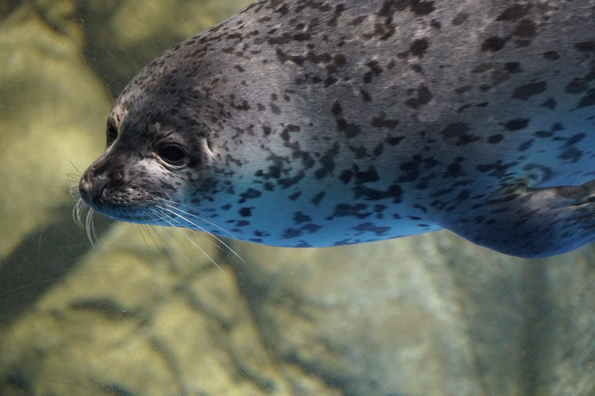 雹夜🦭🌰‐Hyoya‐ tweet media