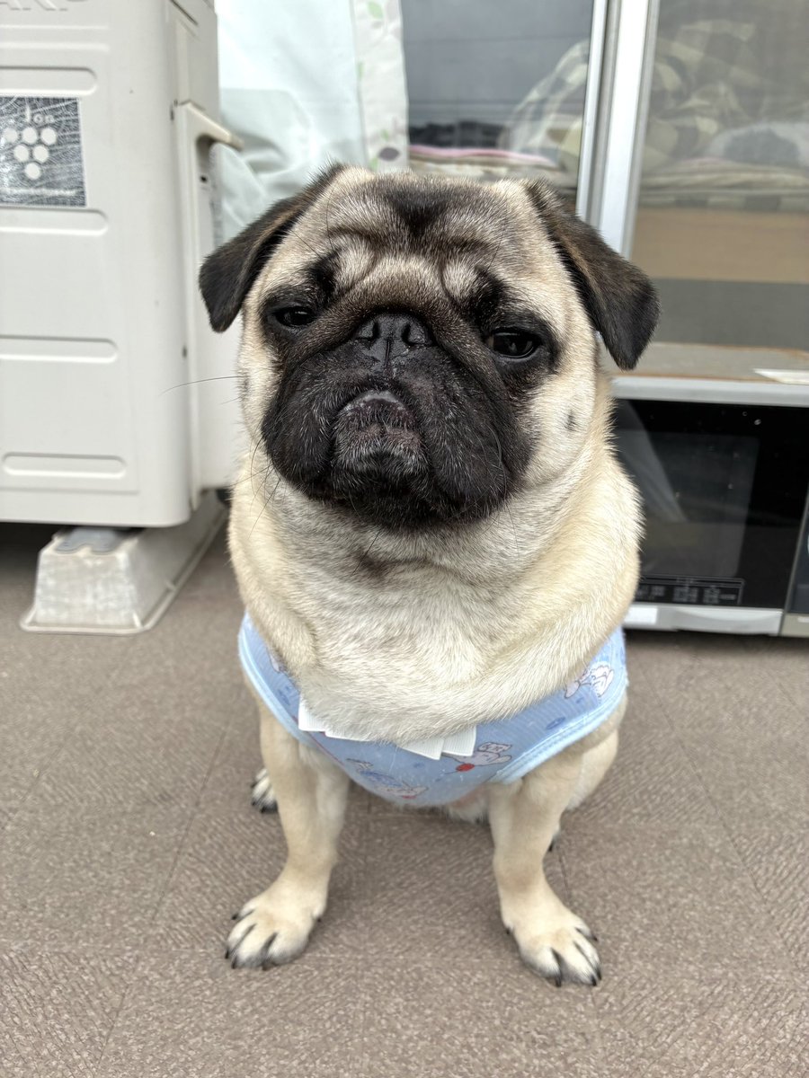 UNI_0605_'s tweet image. ゆったり🍃🍃

#パグ
#pug